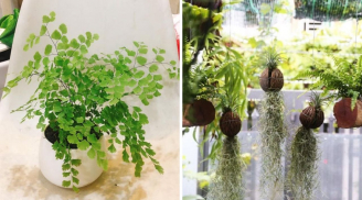 6 cây cảnh hút mùi cực tốt, dễ sống: Đặt 1 chậu trong phòng tắm lọc sạch không khí, lúc nào cũng thơm tho