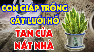 Cây lưỡi hổ rất hợp phong thủy, hút tài hút lộc: Nhưng 3 người này đại kỵ, trồng 1 cây thôi cũng nghèo
