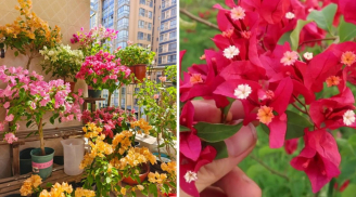 Hoa giấy có 4 nỗi sợ lớn nhất, ai biết mà tránh hoa nở rực rỡ quanh năm