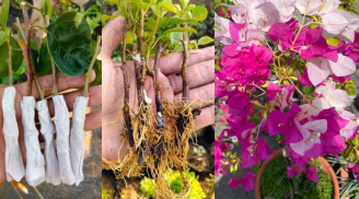 Mẹo giâm cành hoa giấy không cần đất, chỉ 1 tuần là rễ mọc tua tủa
