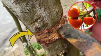 Nghèo mấy cũng đừng chặt bỏ 3 loại cây này: Cây càng xanh tươi người càng hưng thịnh, giàu có 3 đời