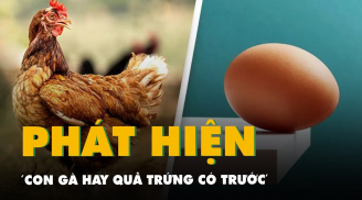 Trứng có trước hay gà có trước? Dưới đây là đáp án chính xác