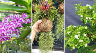 Loại cây như máy hút ẩm mini: Trồng 1 cây trong nhà vừa đẹp vừa khô thoáng
