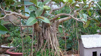 Theo phong thủy, 3 cây này nếu trồng trước nhà dễ ốm đau, lụi bại, trồng sau nhà trấn giữ của cải
