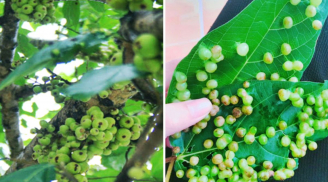Lá sung có nốt sần có ăn được không?
