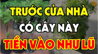 Nghèo cũng đừng bao giờ chặt bỏ 3 cây này: Đệ tử Thần Tài, cây càng xanh tươi, người càng giàu có