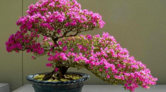 Cây hoa giấy hợp với người Mệnh gì?