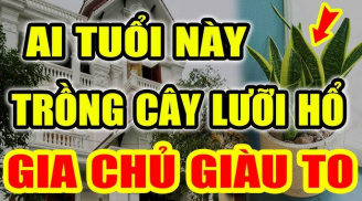 Cây Lưỡi Hổ hợp phong thủy: Ai tuổi này trồng trong nhà lợi gấp đôi, kinh doanh đắc tài chẳng thiếu tiền xài