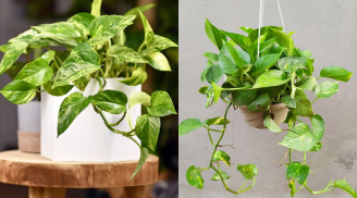 Cây trầu bà hợp với người tuổi nào nhất? Trồng một chậu để gánh lộc về nhà