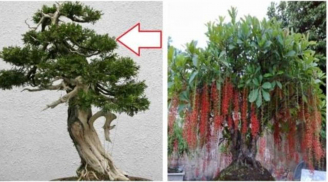 Tổ Tiên căn dặn: 'Nghèo đến mấy cũng đừng chặt hay bán 3 cây này', càng để lâu càng tích lộc
