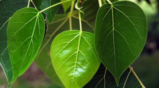 Tổ Tiên nói chẳng sai: '3 cây trồng trước nhà dễ ốm đau, khó giàu, trồng sau nhà trấn giữ của cải'