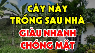 3 cây trồng trước cửa 'chặn đường' thần Tài, trồng sau nhà trấn giữ của cải