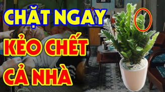 Cây Kim Tiền hút tài lộc: Nhưng 2 tuổi này không nên trồng, lộc đâu không thấy chỉ lắm tai ương, là tuổi nào?