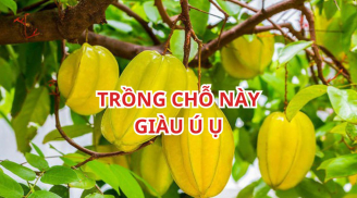 Vị trí tốt nhất trồng cây khế thu vàng hút bạc, người tuổi này rất hợp trồng cây khế, cây nhỏ cũng giàu có