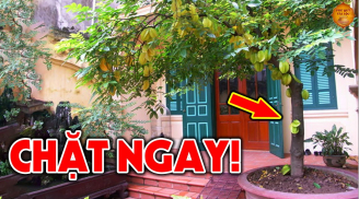 3 loại cây trồng trước nhà nào nhà đó khánh kiệt: Đó là cây gì?