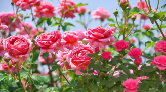 Trồng cây hoa hồng cứ tưới thứ này, cây khỏe lên nhiều mầm, ra nhiều hoa sum suê rực rỡ, hoa lâu tàn