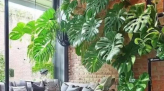 'Trong nhà trồng 4 loại cây này, gia đình thịnh vượng, phất lên trông thấy', đó là cây gì?