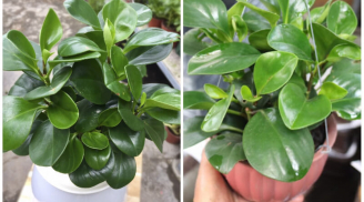 Ý nghĩa, công dụng và cách trồng cây trường sinh tốt cho phong thủy