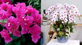 Top 6 loại hoa vừa đẹp vừa khoẻ, ai trồng cũng có thể thành công