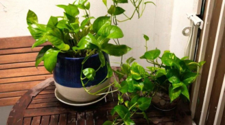 Trồng cây trầu bà trong nhà có tốt không?
