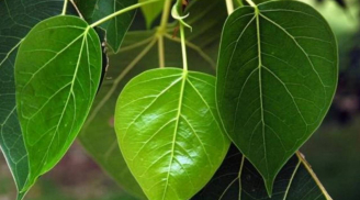 Tổ Tiên nhắc nhở: '3 cây nếu trồng trước nhà dễ ốm đau, khó giàu, trồng sau nhà trấn giữ của cải'
