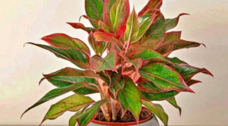 Tổ Tiên căn dặn: '5 loại cây cảnh 'đậm chất phú quý', đặt lên bàn thờ gọi lộc vào nhà'