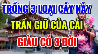 Trước nhà có 3 cây dương đuổi tà khí, nghèo mấy cũng đổi đời giàu có: Cây dương là cây gì?