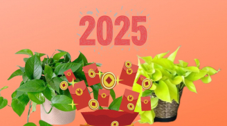 Ý nghĩa phong thủy cây trầu bà nhiều người chưa biết. Người này trồng trầu bà thu hút giàu có vàng bạc tề tựu