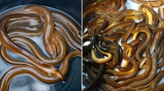 Vì sao các cụ nói: Dù nghèo cũng không ăn lươn trông trăng?