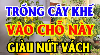Vị trí tốt nhất để trồng khế trong nhà: Chỉ 1 cây thôi cũng Hút Lộc, nhà giàu nào cũng có 1 cây