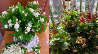 3 loại hoa 'đẻ ra tiền', dù nghèo đến đâu cũng nên trồng 1 chậu giúp gia chủ đổi vận