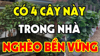 4 loại cây càng xanh tươi gia chủ càng nghèo khó khánh kiệt, ngày lụi bại không còn xa: Chặt ngay khi quá muộn