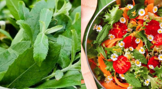 Cây dại ngày xưa - Đặc sản ngày nay: Hương vị độc đáo, tốt cho sức khỏe ai cũng nên thử
