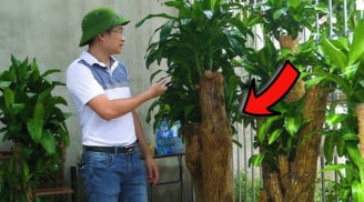 Có 1 người rất kị trồng cây Thiết Mộc Lan, cố trồng tiền của trôi sông đổ bể