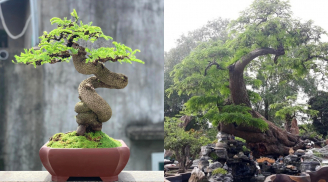 Cây ăn quả bonsai độc lạ: Vừa đẹp, vừa sang, vừa mang tài lộc vào nhà - Có cây giá hơn 10 tỷ đồng