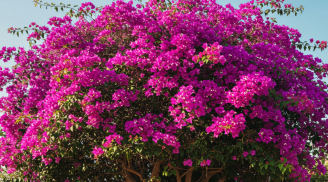 Cây hoa giấy rất thích 4 loại nước này, đem tưới cho cây để hoa nở rực rỡ quanh năm