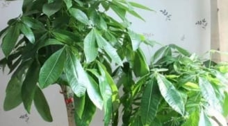 Tổ Tiên khuyên bảo: 'Đừng quên trồng 3 cây này, gia chủ phát tài, con cháu hưởng phú quý'