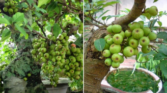Trồng cây sung trước nhà có hợp phong thủy không?