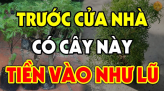 3 loại cây xua đuổi Tà Khí: Trồng nhà nào nhà đó giàu có 3 đời, được trả bao nhiêu tiền cũng đừng bán