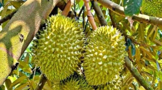 Các cụ khuyên răn: 'Tứ quả đại kỵ cúng Thanh Minh, cẩn thận nhà tan cửa nát', đó là quả gì?