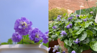 Khám phá 'cỗ máy tạo hương' kỳ diệu: Bông hoa làm cả sân thơm ngát, đẹp mê hồn và siêu dễ trồng