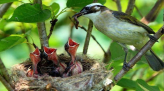 Tổ chim thường hướng lên trời khi mưa bão thì sao? Hoá ra chim thật thông minh
