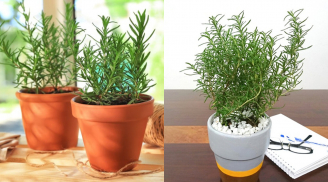 Cây thuốc quý Việt Nam: Vừa làm cảnh vừa tốt cho sức khỏe, không phải ai cũng biết