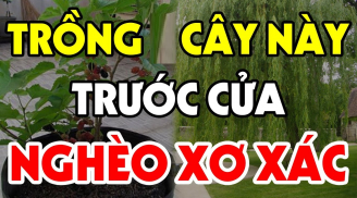 3 cây âm mọc lên trước cửa, tiền nhiều cũng mất sạch, 'cây âm' là cây gì?