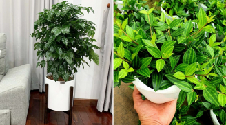 5 loại cây cảnh 'ăn tiền thiên hạ', chỉ cần một chậu trong phòng khách, cả năm hưng thịnh