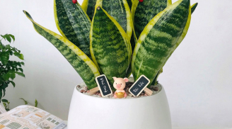 Đặt cây lưỡi hổ vị trí này trong nhà lập tức phát huy tác dụng kích hoạt tài lộc, gia chủ giàu sụ