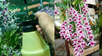 Đổ nước này vào tưới lan: Cây cảnh đang héo quắt cũng xanh tươi, hoa nở như suối quanh năm