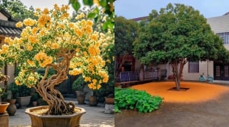 Trồng 4 cây này trong sân, phước lành đến từ mọi hướng, có 1/4 cây tiền của đề huề