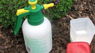 Bột giặt đem trộn với thứ này giúp cây cảnh xanh tốt, diệt sâu bọ cực tốt