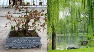 Đẹp đến mấy cũng chớ trồng 2 loại cây này trước cửa nhà sẽ chắn Tài Lộc, gia chủ mãi không giàu được